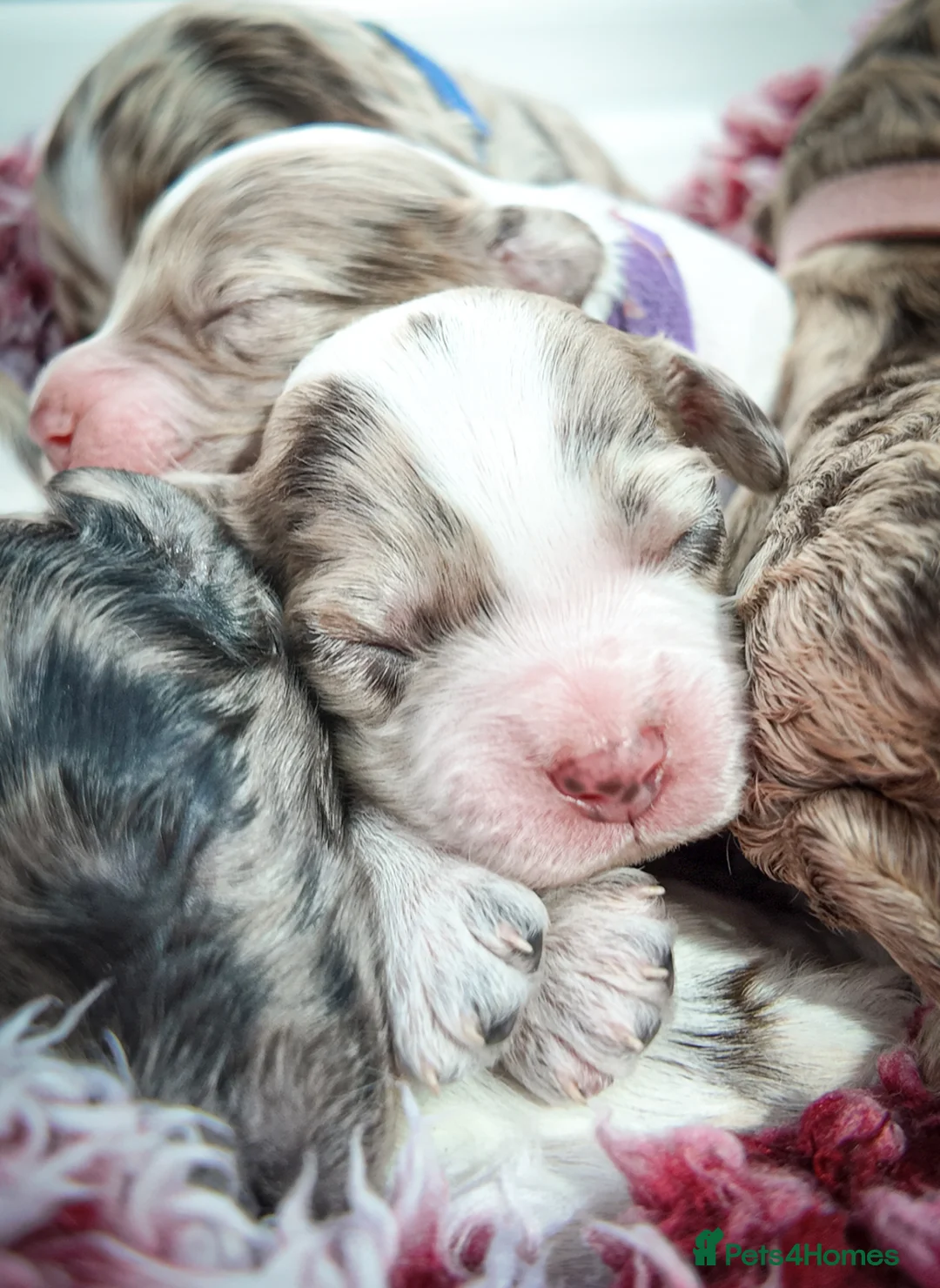 Mixed Breed dogs for sale: Mini Australian Labradoodle. Labradoodle/Cockapoo - Advert 1
