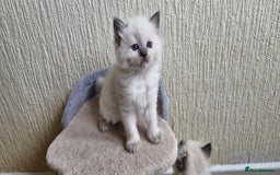 Ragdoll cats for sale: Beautiful Ragdoll Kittens.  - Image 6