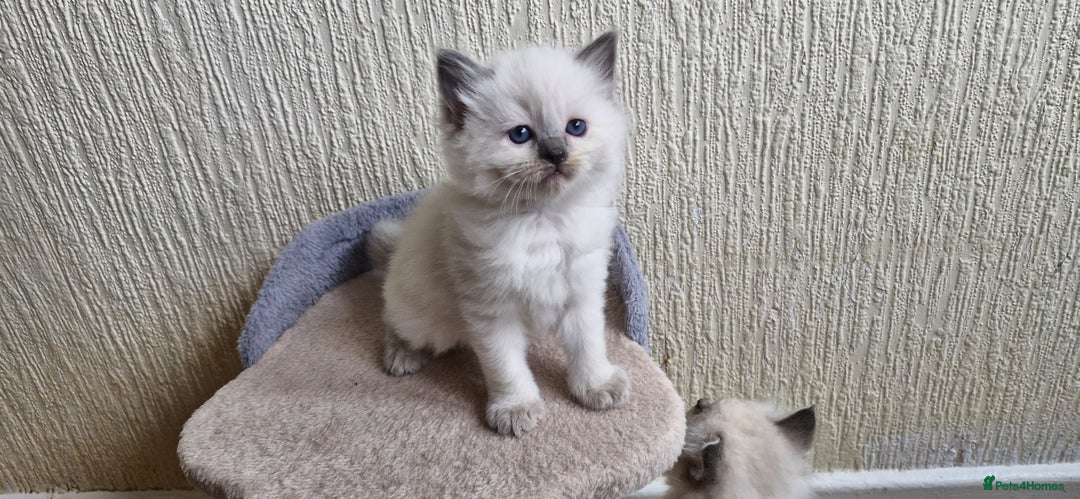 Ragdoll cats for sale: Beautiful Ragdoll Kittens.  - Image 6