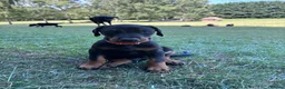 Dobermann dogs for sale: KC registered Dobermann puppies  - Advert 11