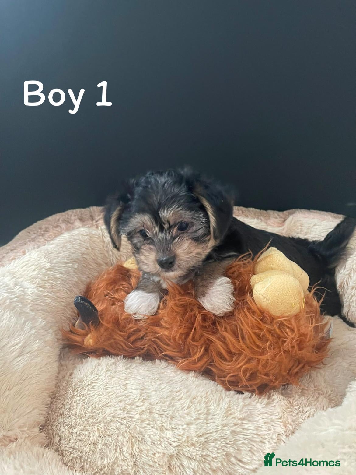 Shorkie dogs  Shorkie puppies Ready for their Forever Homes ✨ - Advert 2
