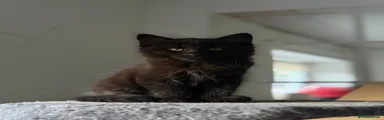 Maine Coon 1