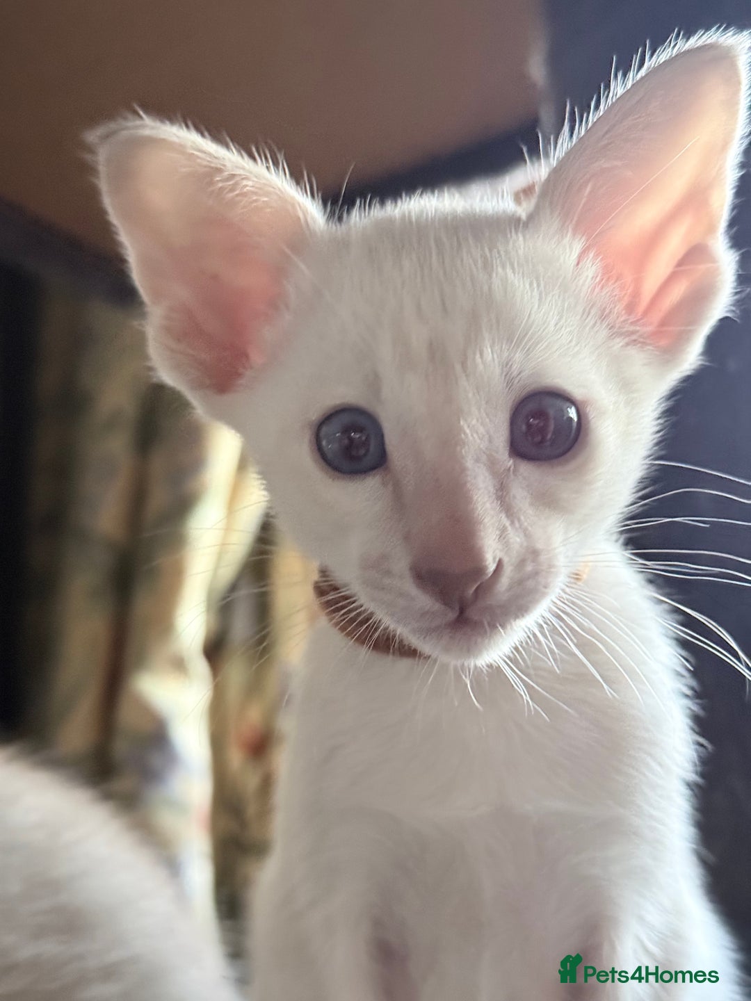 Siamese cats for sale: Cute Siamese babies - Advert 9