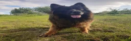German Shepherd dogs for sale: German Shepherd looking for a loving forever home - Advert 2