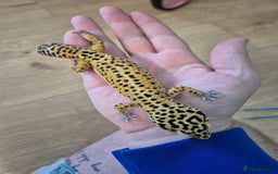 Gecko reptiles for sale: Various leopard geckos and a african fat tail geck - Advert 2