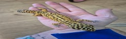 Gecko reptiles for sale: Various leopard geckos and a african fat tail geck - Advert 2