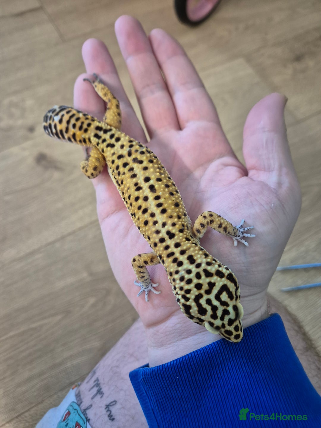 Gecko reptiles for sale: Various leopard geckos and a african fat tail geck - Advert 2