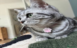 British Shorthair cats for sale: British Shorthair Silver Tabby Pair  in Wakefield - Image 12