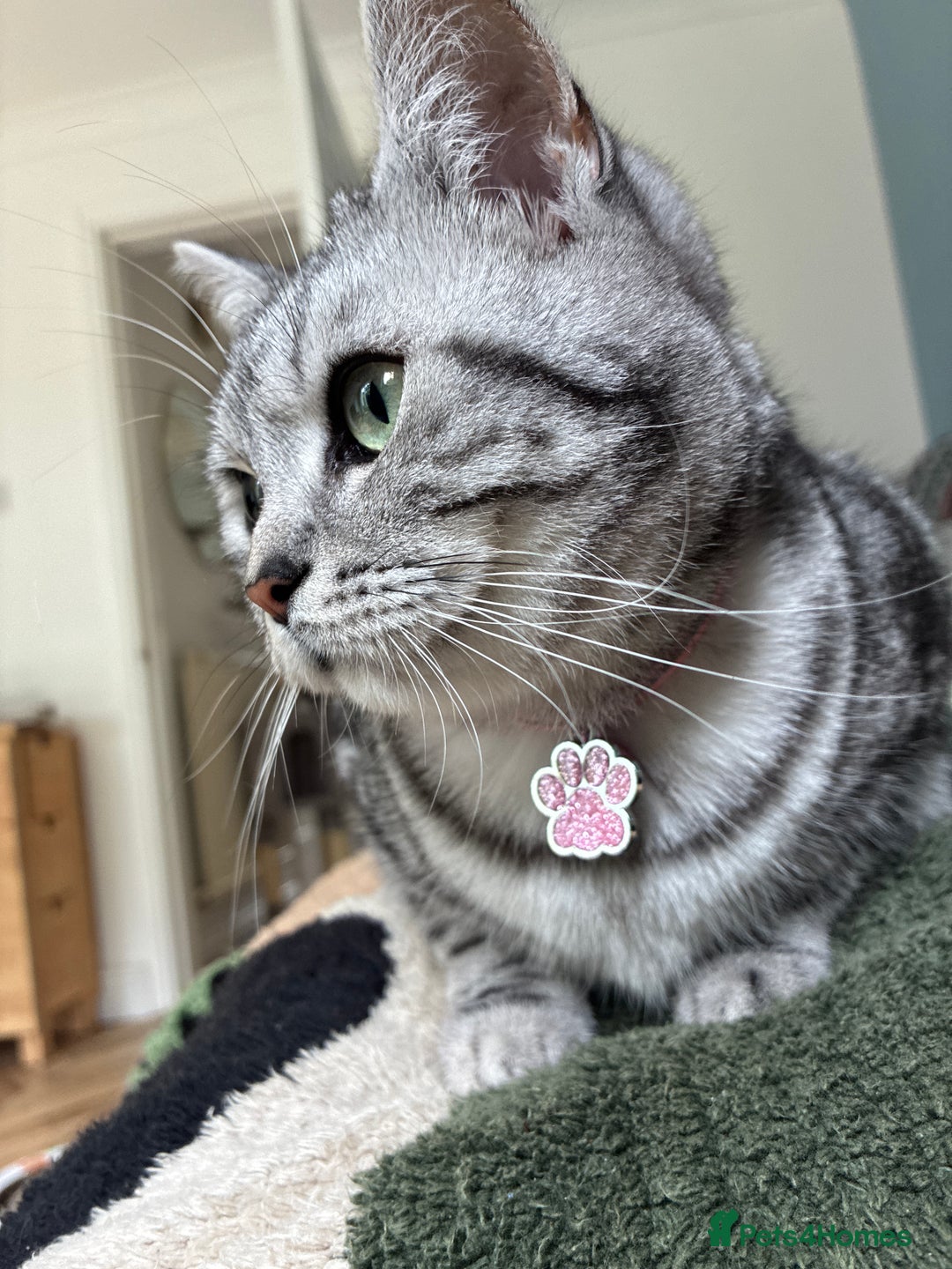 British Shorthair cats for sale: British Shorthair Silver Tabby Pair  in Wakefield - Image 12