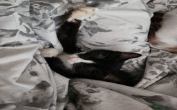 Mixed Breed cats for sale: Last little man looking for his forever home - Image 4