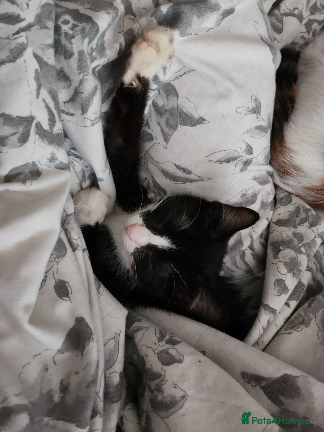 Mixed Breed cats for sale: Last little man looking for his forever home - Image 4