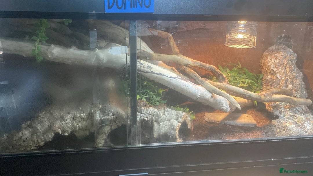 Boa Snake reptiles for sale: Brazilian Rainbow Boa - Image 2