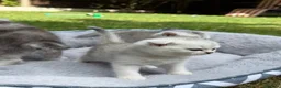 British Shorthair cats for sale: British Shorthair and Scottish Fold  - Advert 20