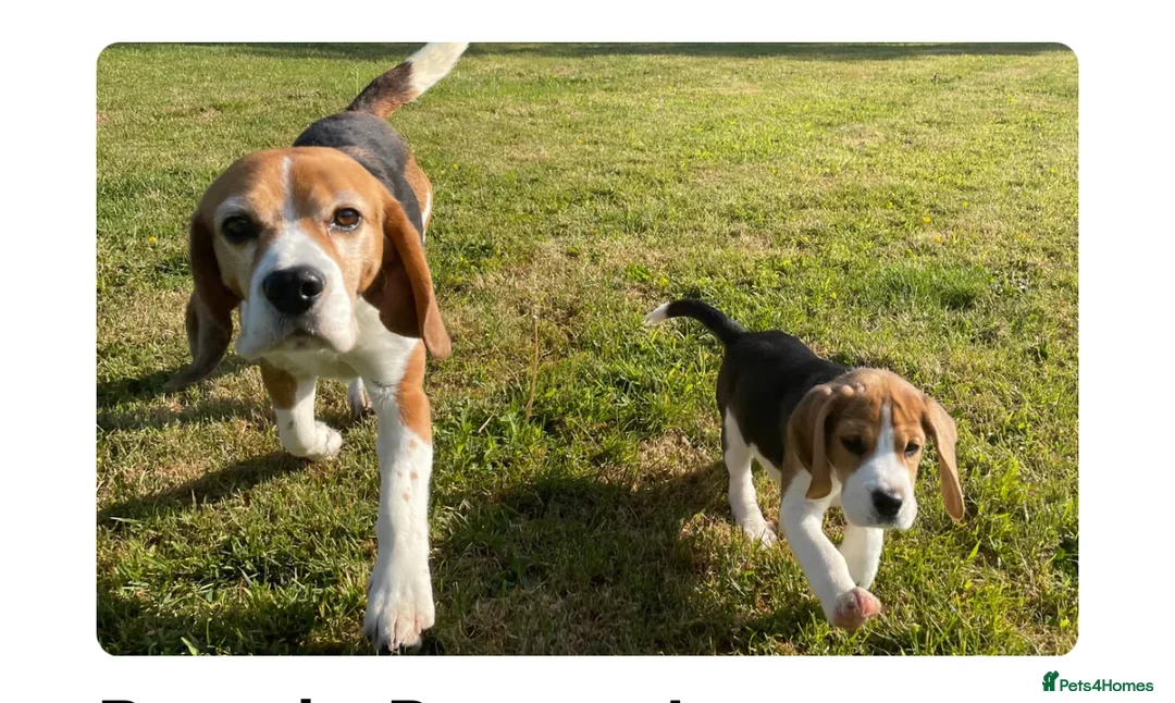 Beagle dogs for stud: KC reg, proven stud dog - Advert 2