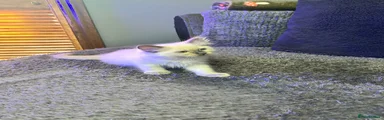 Ragdoll 3