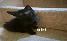 British Shorthair cats for sale: 4 kittens for sale - Image 4