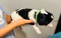 Cavalier King Charles Spaniel dogs for sale: 🐶 Beautiful Cavalier King Charles Puppies - Image 12