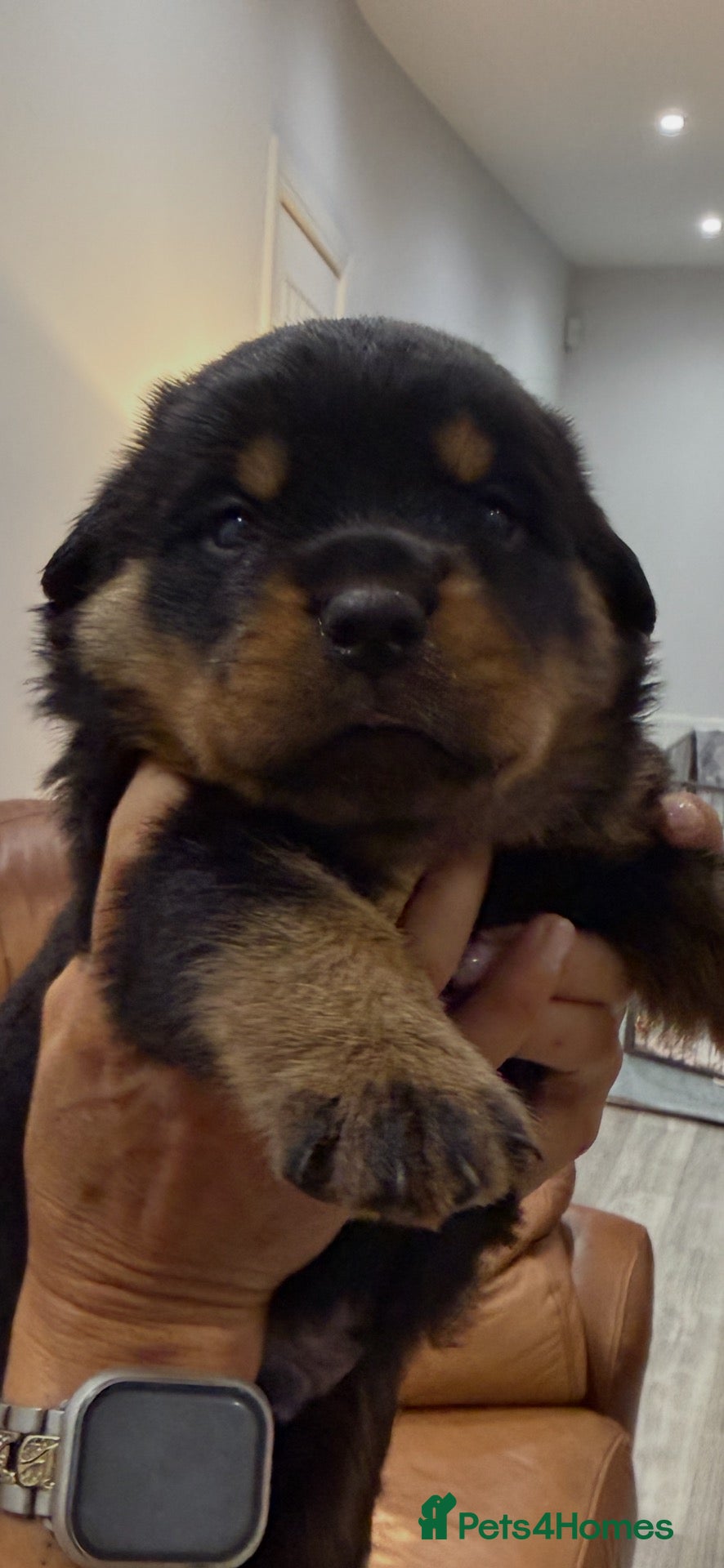 Rottweiler dogs Amazing Rottweiler litter girls and boys   - Advert 2