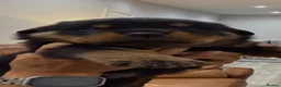 Rottweiler dogs for sale: Amazing Rottweiler litter girls and boys   - Advert 5