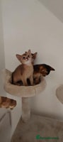 Abyssinian cats - Advert 6