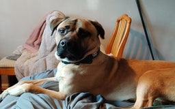 Mixed Breed dogs for sale: Selling my English mastiff cross cane corso - Image 4