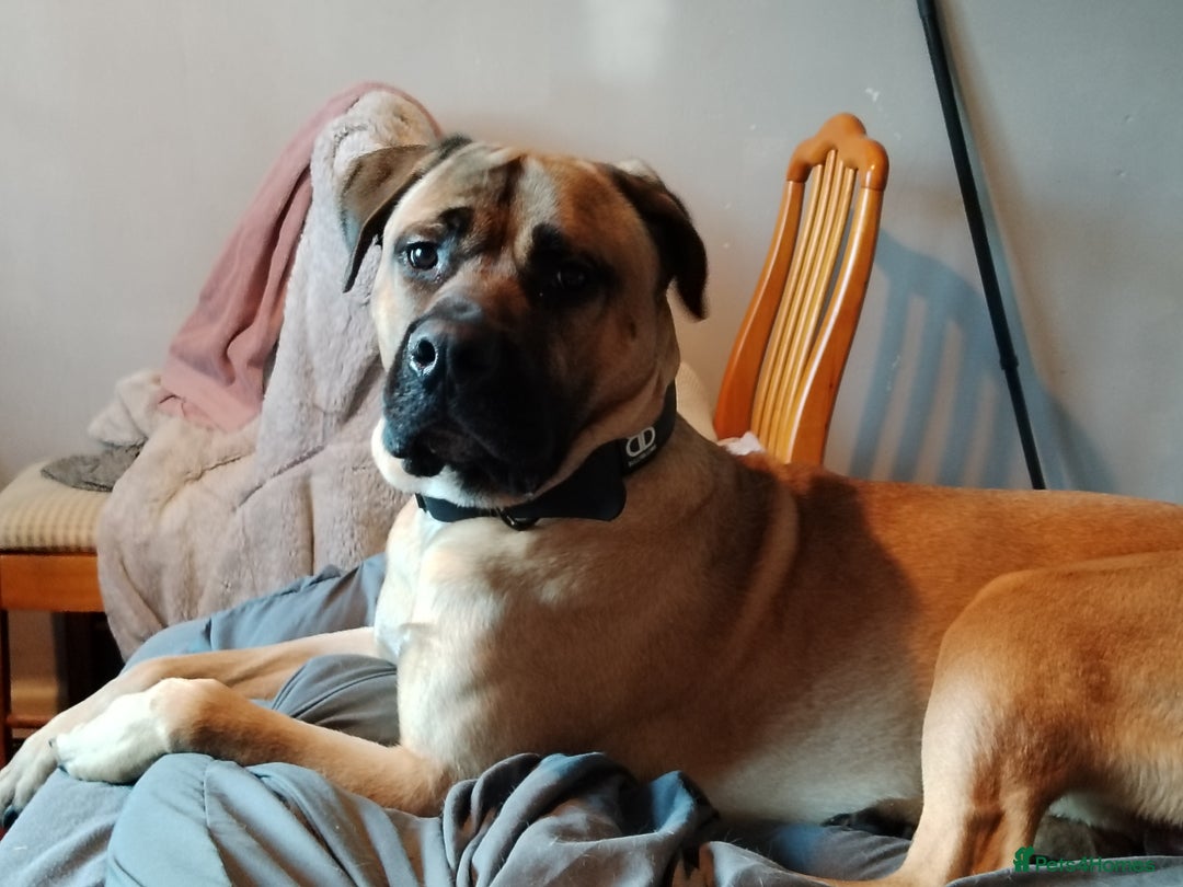 Mixed Breed dogs for sale: Selling my English mastiff cross cane corso - Image 4