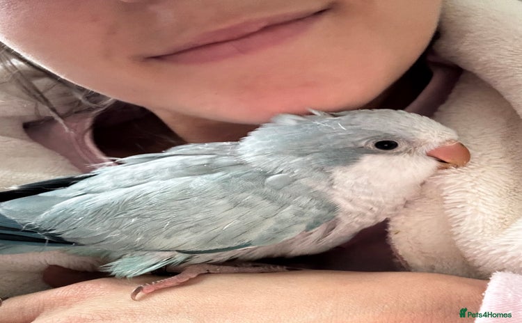 Parrots birds - Advert 5