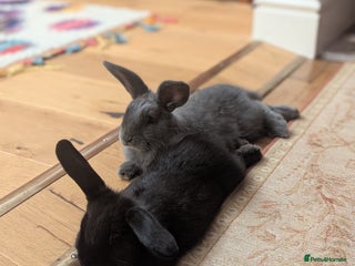 Mixed Breed rabbits Indoor rabbits klinny and bounty. - Advert 3