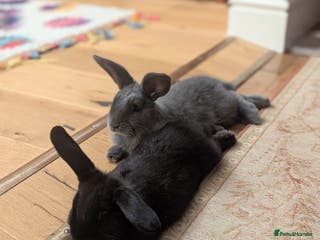 Mixed Breed rabbits Indoor rabbits klinny and bounty. - Advert 8