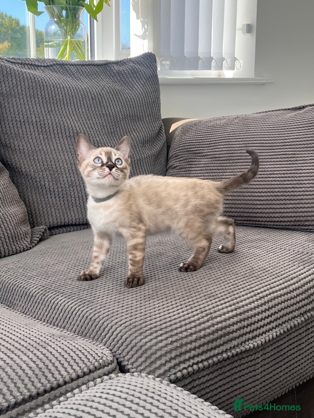 Bengal cats for sale: Stunning full pedigree bengal kittens  - Image 37