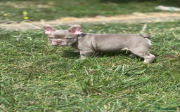 French Bulldog dogs for sale: 11 weeks old Isabella & tan carries fluffy RFG  - Image 18