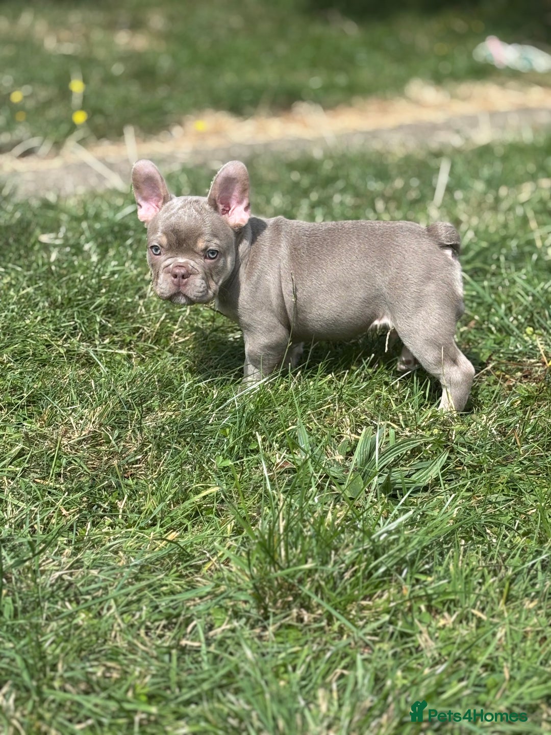 French Bulldog dogs for sale: 11 weeks old Isabella & tan carries fluffy RFG  - Image 18