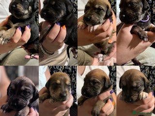 Mixed Breed dogs - Advert 1