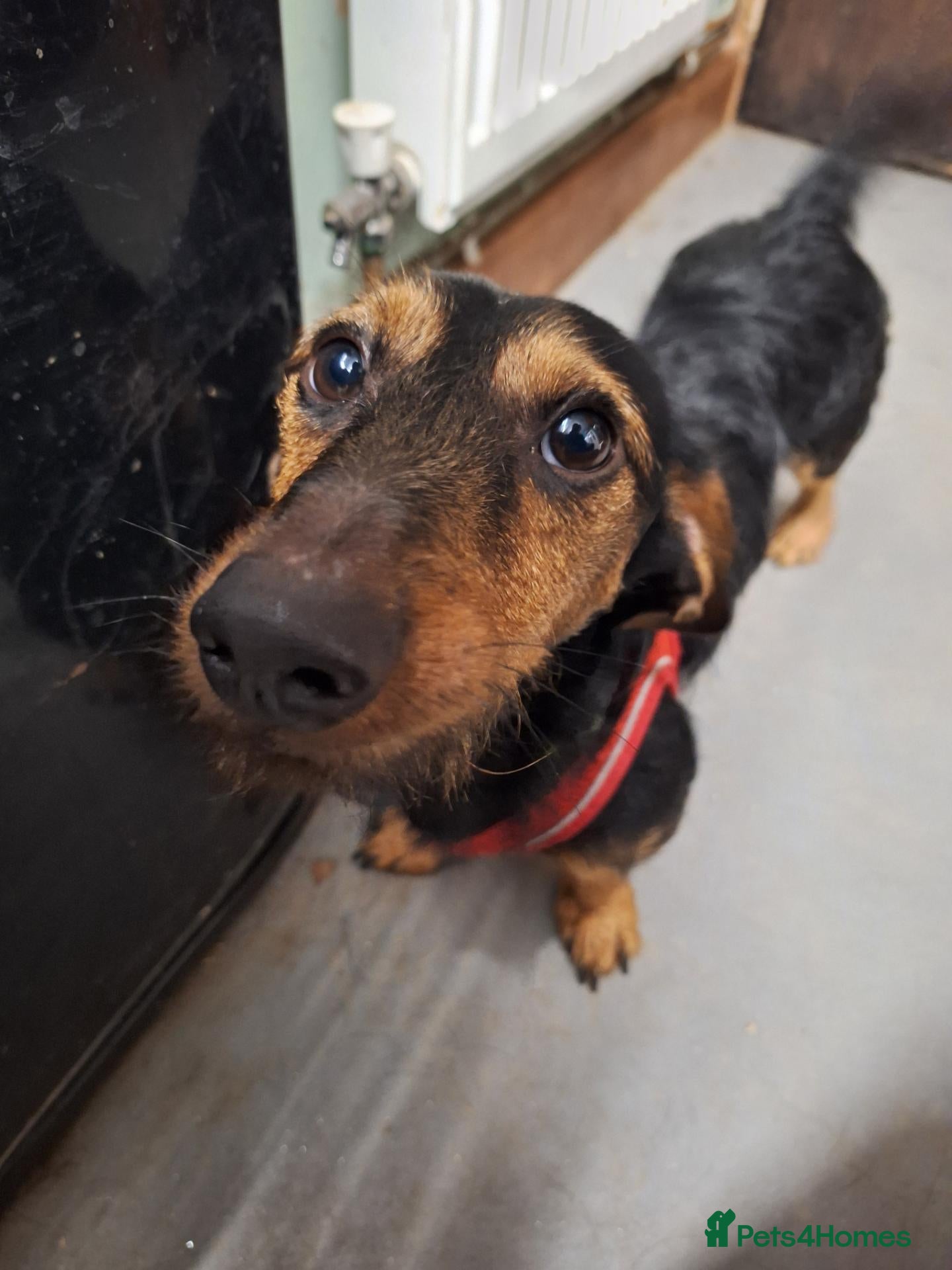 Dachshund dogs for sale: Wirehaired Dachshund for sale - Advert 1