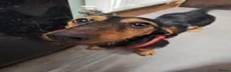 Dachshund dogs for sale: Wirehaired Dachshund for sale in Oswestry - Advert 1