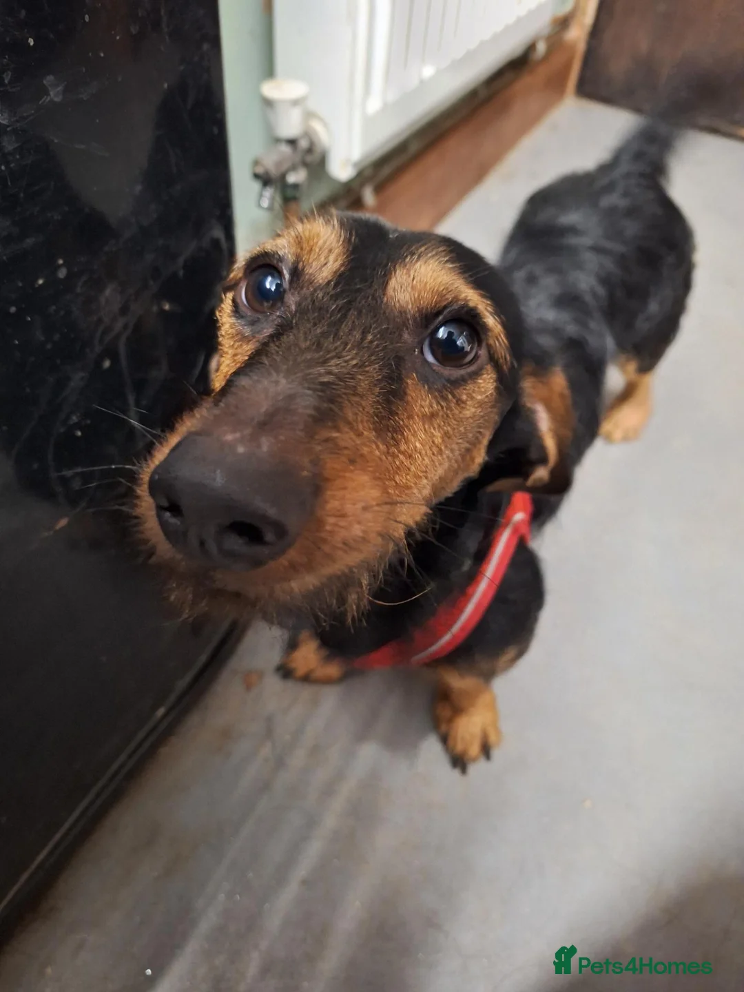 Dachshund dogs for sale: Wirehaired Dachshund for sale in Oswestry - Advert 1