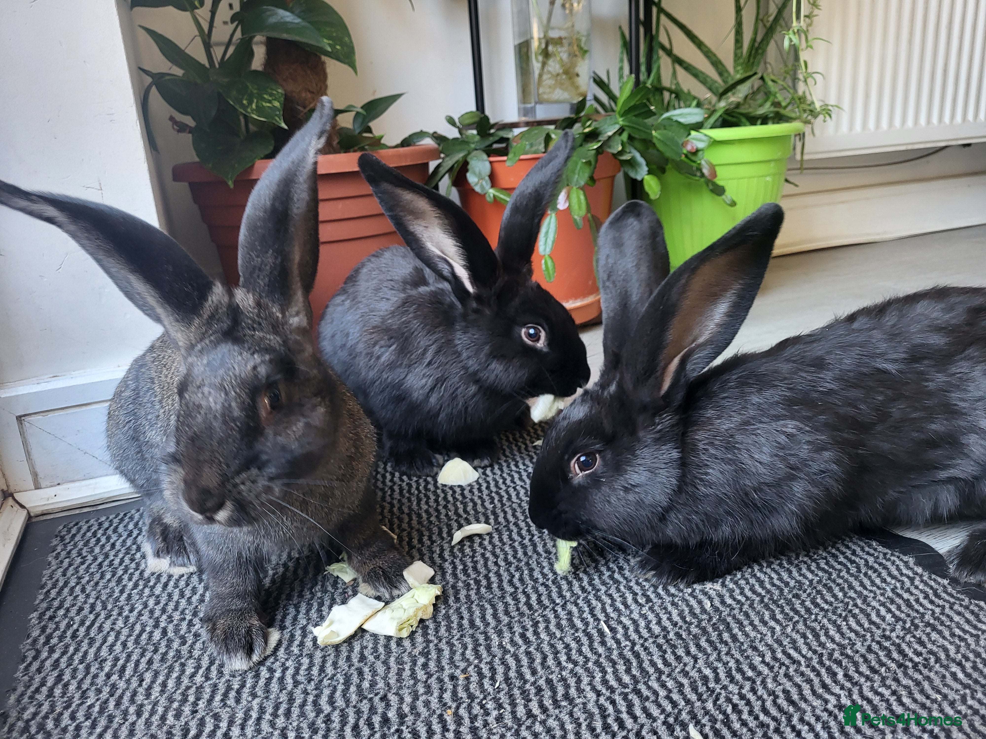 Continental Giant rabbits Giant Continental Rabbits READY TO LEAVE - Advert 3