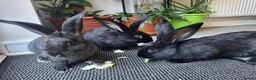 Continental Giant rabbits for sale: Giant Continental Rabbits READY TO LEAVE - Advert 1