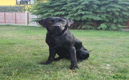 Labrador Retriever dogs for sale: Gorgeous male pedigree black labrador - Image 1