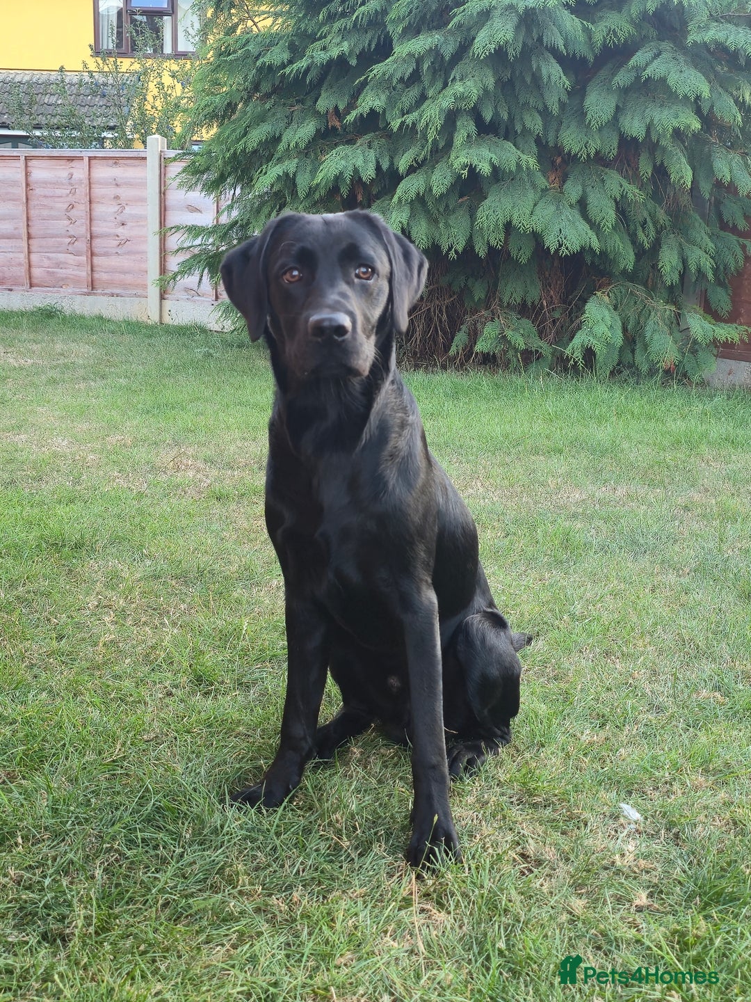 Labrador Retriever dogs for sale: Gorgeous male pedigree black labrador - Image 1