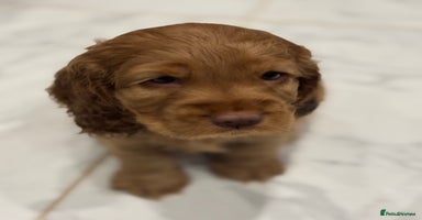 Cocker Spaniel dogs 💫 Exceptional Show Cocker Spaniels 💫 - Advert 3