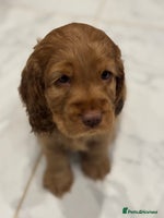 Cocker Spaniel dogs 💫 Exceptional Show Cocker Spaniels 💫 - Advert 3