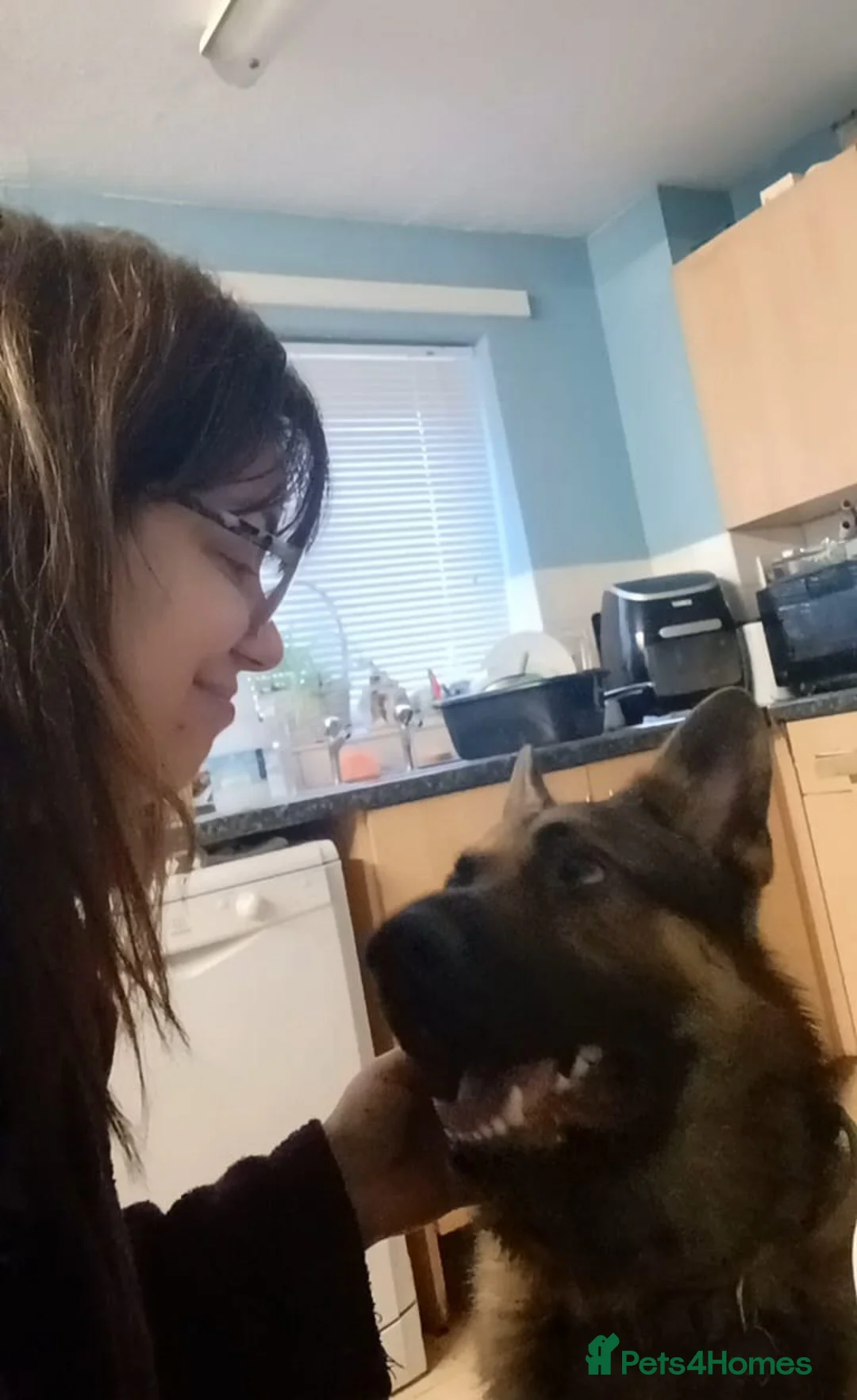 German Shepherd dogs for sale: KASHIAN.  URGENT in Chichester - Advert 12