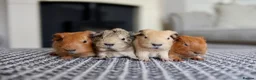 Guinea Pig rodents for sale: Beautiful Baby Guinea Pigs – Ready to Reserve  - Advert 13
