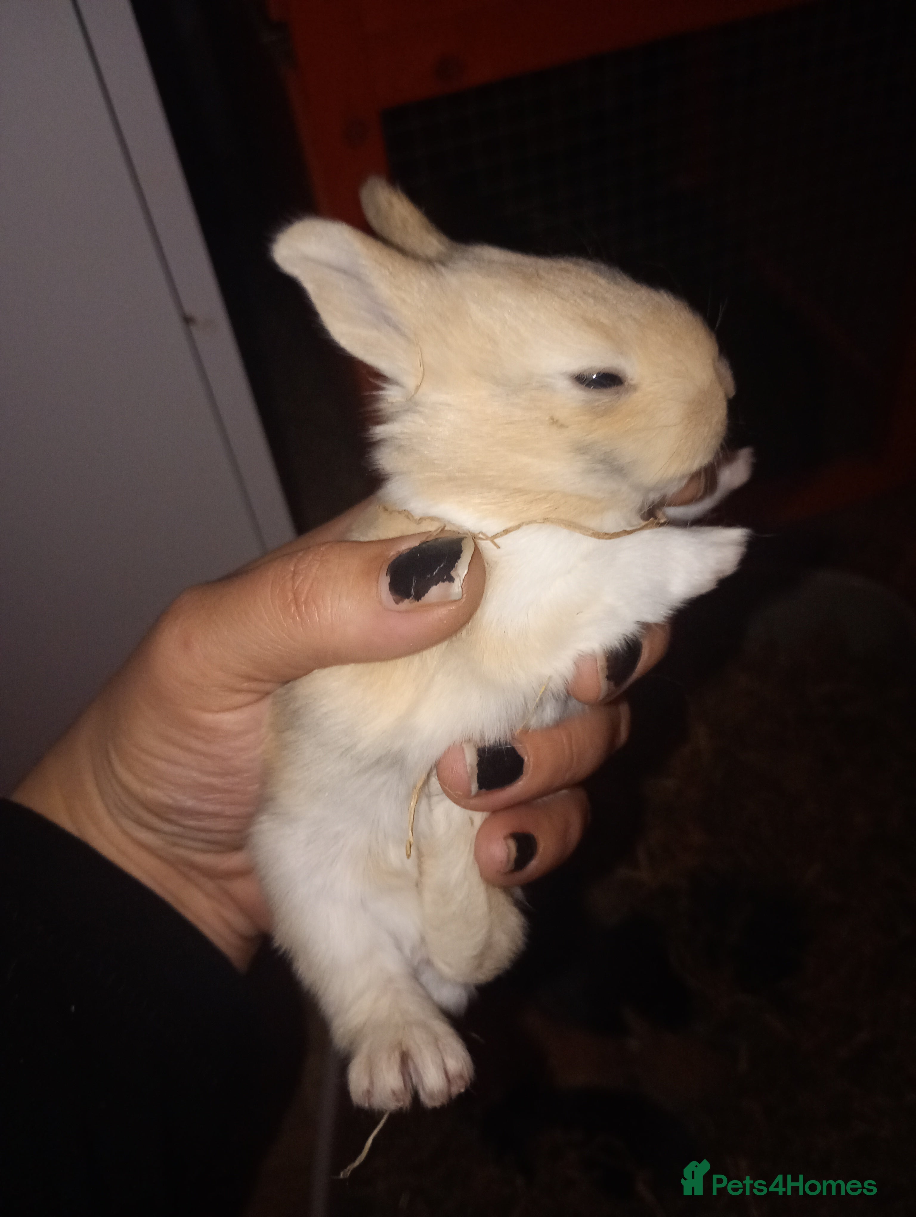 Mixed Breed rabbits Beautiful baby bunnies  - Advert 1