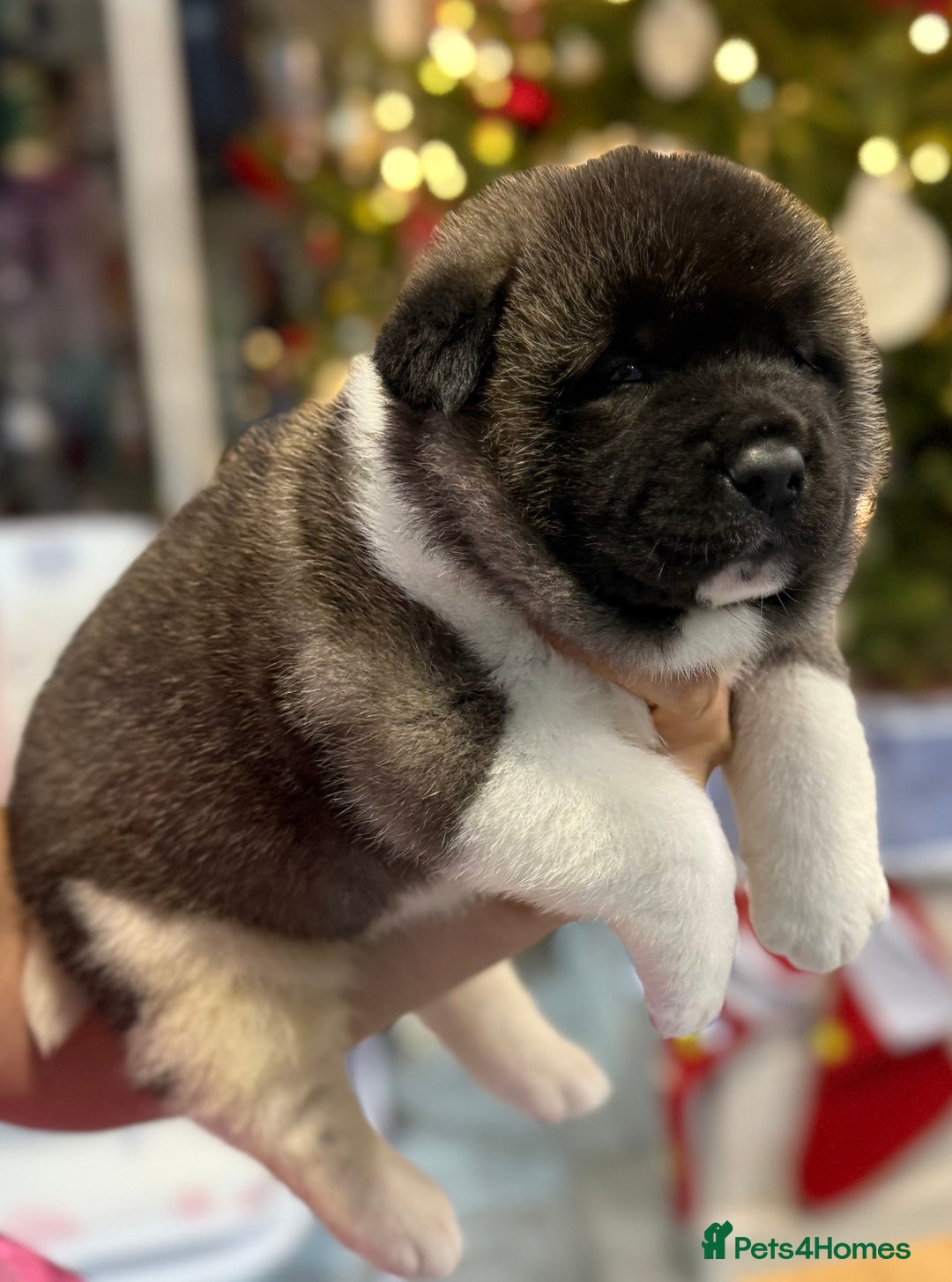 Akita dogs for sale: AMERICAN AKITA LOOKING FOR HOME - Advert 4