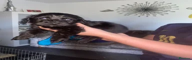 Cockapoo 2