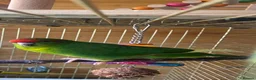 Parakeets birds for sale: Hand tame kakariki  in Wokingham - Advert 1