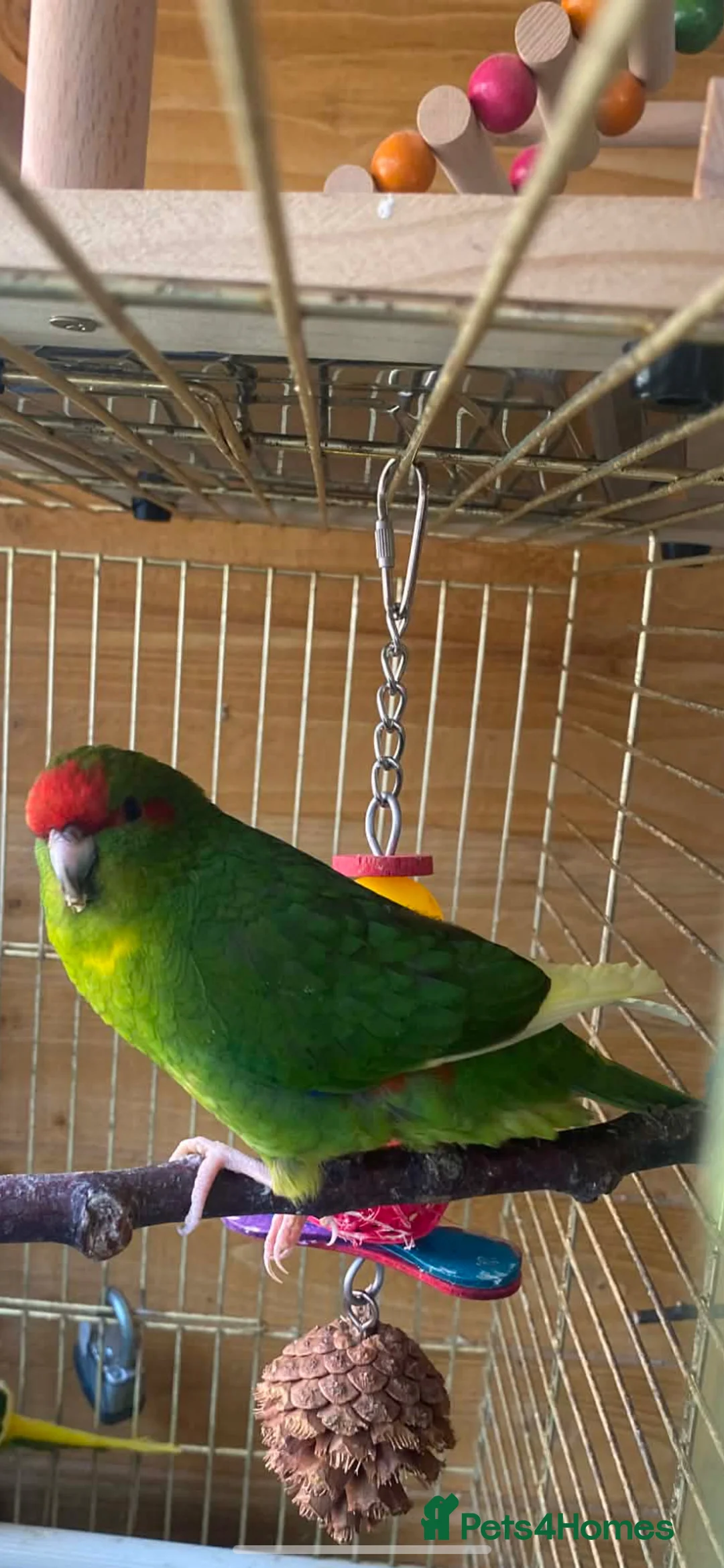 Parakeets birds for sale: Hand tame kakariki  in Wokingham - Advert 1