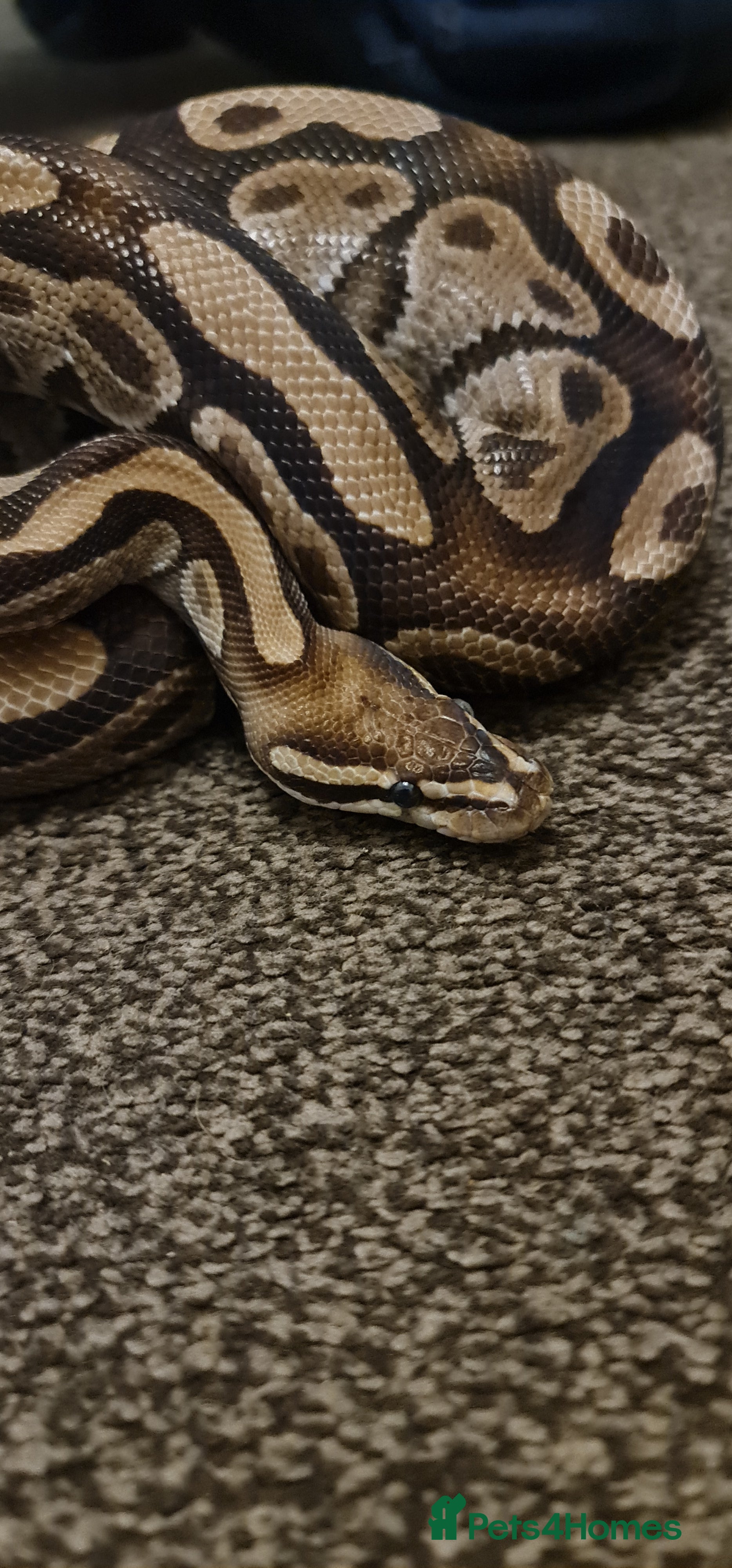 Python Snake reptiles Het Pied Ball Phython  - Advert 3